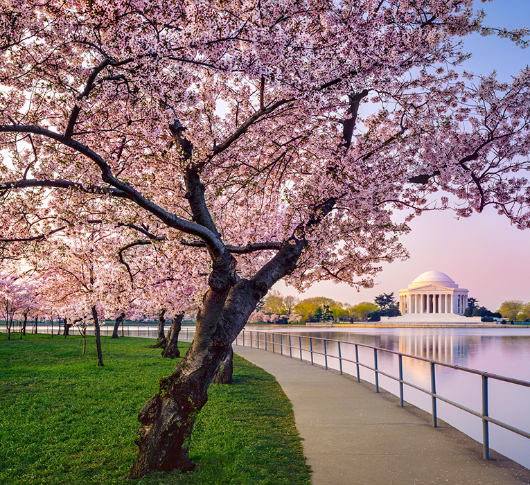 image of a Japanese cherry tree in full bloom over the Tidal Basin