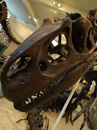 dinosaur skeleton