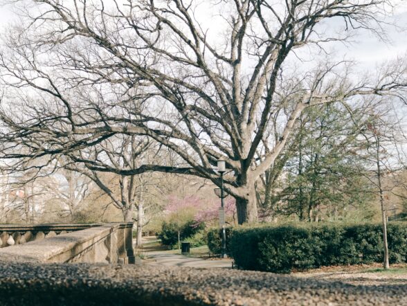 peaceful park setting