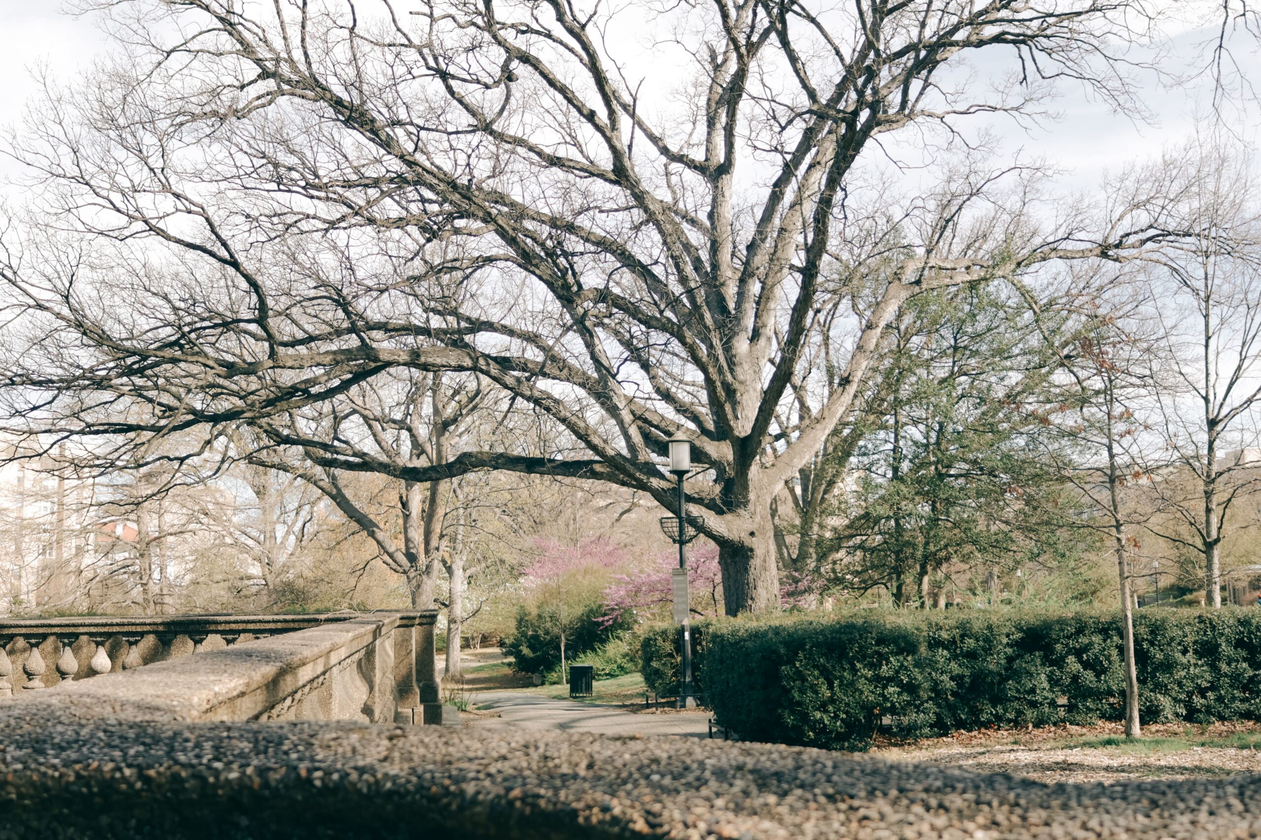 peaceful park setting